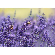 Extrait de Lavande Officinale