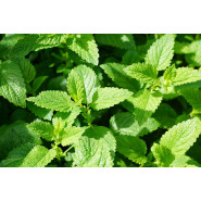 Extrait de Menthe des champs