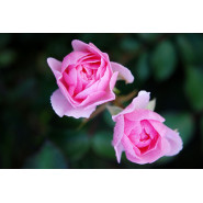 Hydrolat de Rose BIO