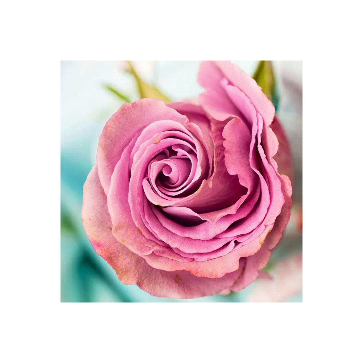Fragrance Rose Orientale