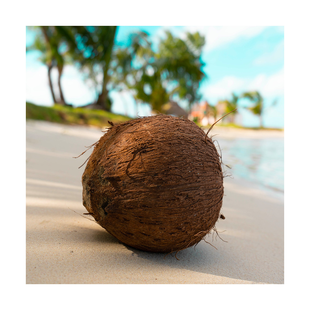 Fragrance Plage Coco Sans allergène