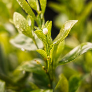 Fragrance Thé vert