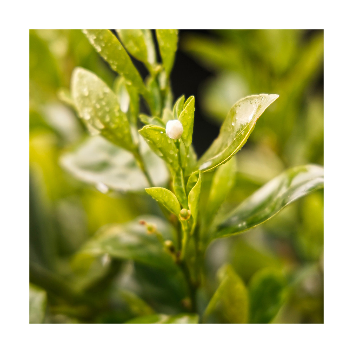 Fragrance Thé vert