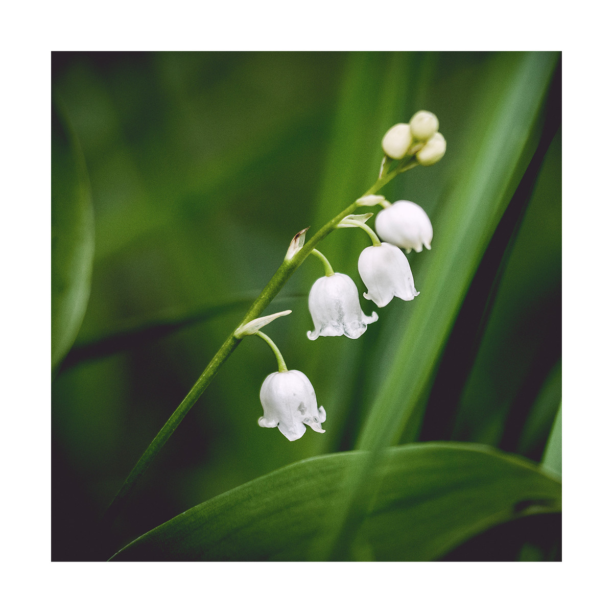 Fragrance Muguet