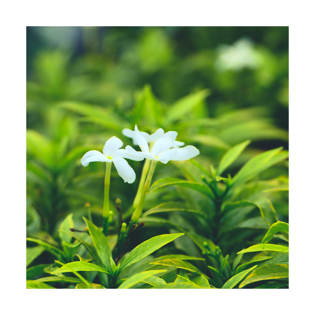 Fragrance Jasmin des îles