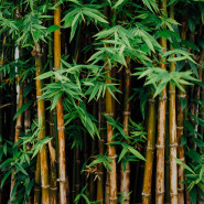 Fragrance Bambou