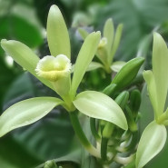 Fragrance Fleur de vanille (Grasse)