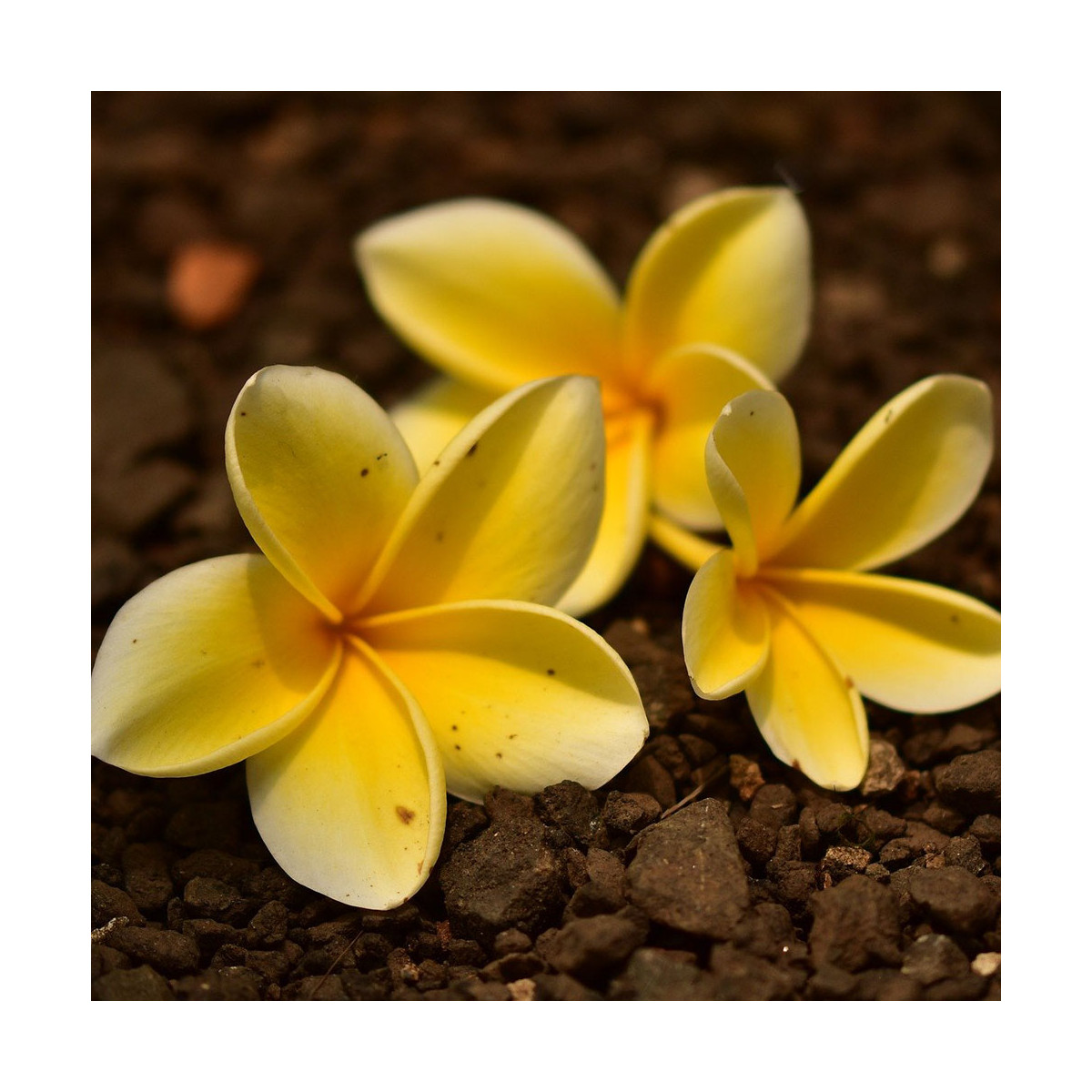 Fragrance Fleur de Tiaré