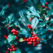 Fragrance Noël à la Campagne