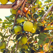 Fragrance Pomme Granny - Sans allergène
