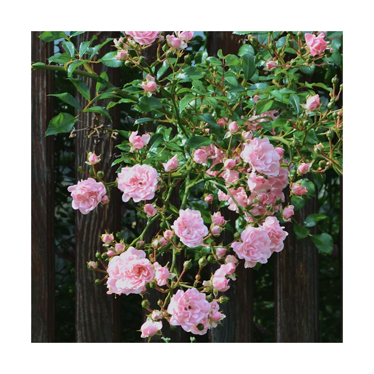 Fragrance Naturelle Rose des jardins