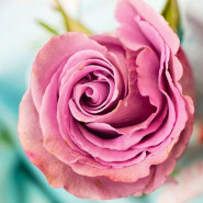 Fragrance Rose Orientale