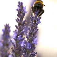 Fragrance Naturelle Lavande et fleurs d'oranger
