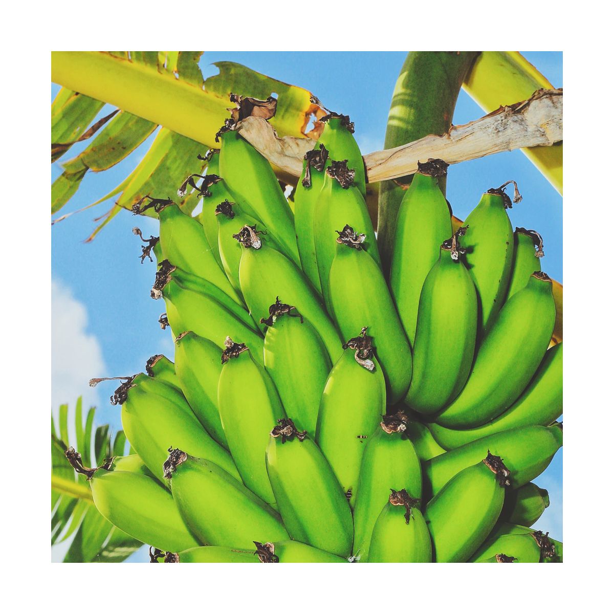 Fragrance Naturelle Banane