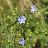 Fragrance Fleur de lin