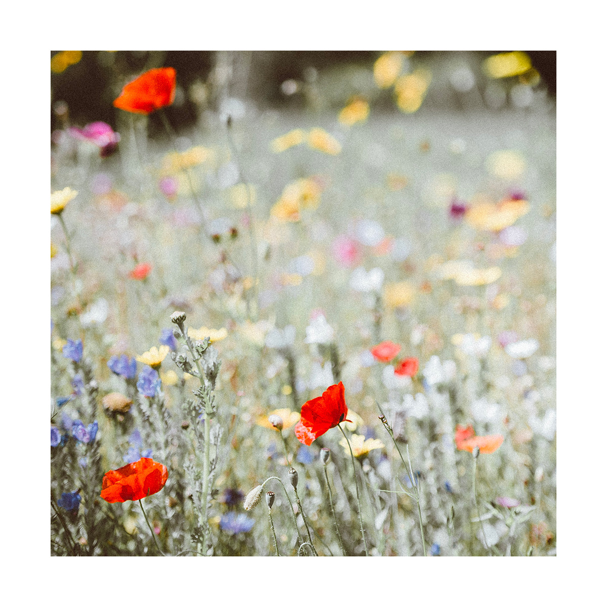 Fragrance Coquelicot sauvage