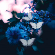 DL/Fragrance Enchantement